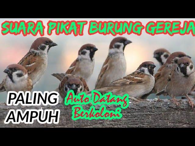 Suara Pikat Burung Gereja Paling Ampuh, Auto Bawa Pasukan