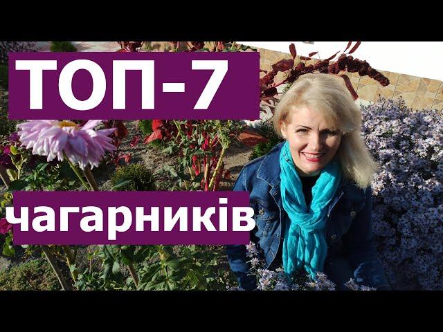 ТОП-7 зимостійких чагарників квітучих все літо