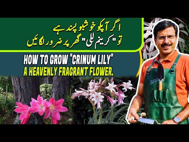 How to grow "CRINUM LILY" | A heavenly fragrant flower | Gardening With Javed Iqbal