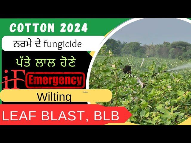 cotton fungicide and late time management for good yield