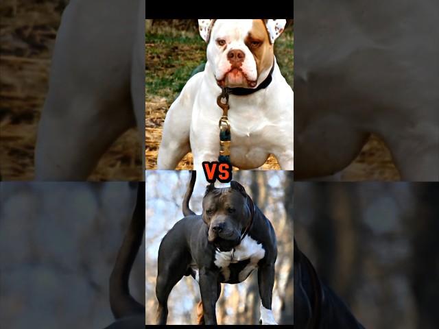 PIT BULL VS AMERICAN BULLDOG,DOBERMAN,CANE CORSO,BULL TERRIER,TOP 15 MOST DANGEROUS BREED PART3#dog