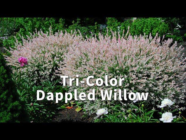 Tri-Color Dappled Willow | FastGrowingTrees.com