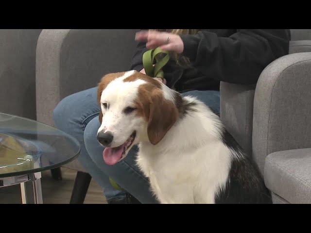 Watch: Meet Another Dog from the Cedar Valley Humane Society!