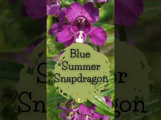 Summer Snapdragon | Blue Summer Snapdragon #shorts #gardening #short