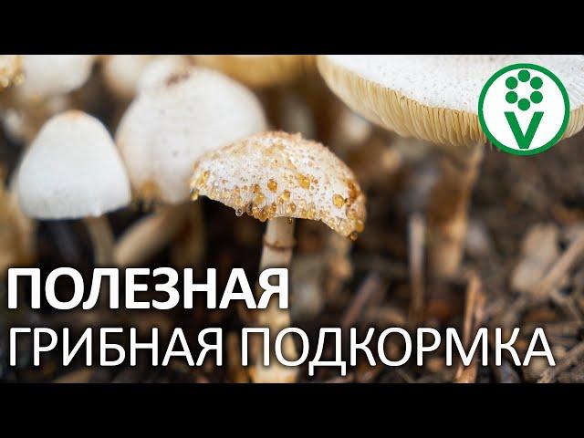 САМОЕ ЛУЧШЕЕ ОСЕННЕЕ УДОБРЕНИЕ ДЛЯ САДА И ОГОРОДА, которое доступно каждому!