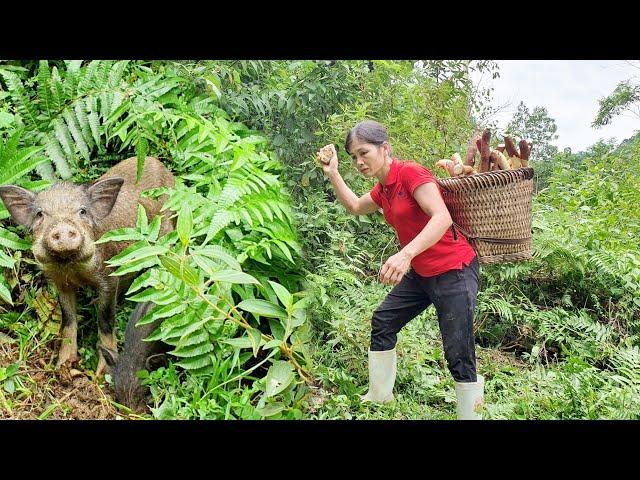 Visiting the cassava garden. Encountered a wild boar in the cassava garden.Sương thảo nguyên