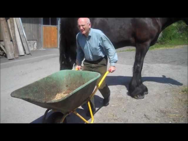 Funny: Mit einer Schubkarre "durch" das Shire Horse - With a wheelbarrow "through" a Clydesdale