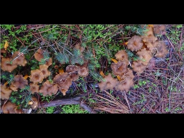 Craterellus lutescens, or Cantharellus lutescens or Cantharellus xanthopus or Cantharellus aurora