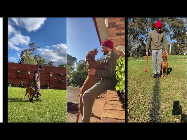 How to train your Vizsla  ||  Vizsla training best  videos 2022 #1 #vizsla  #vizslas