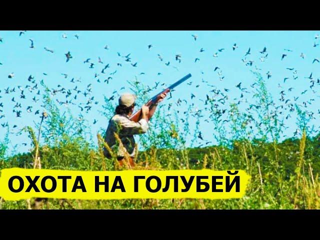 Охота на голубей. Охота (Охотник и рыболов)