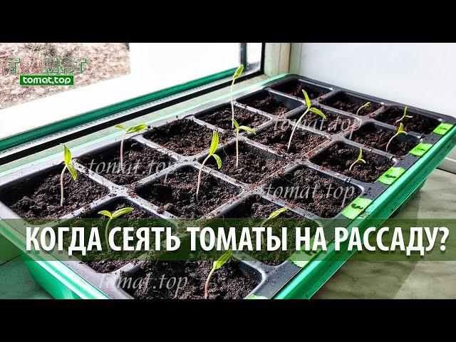 Когда сеять томаты на рассаду? Что нужно учитывать, о чем многие не говорят? Выращивание рассады