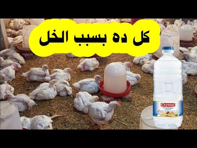 اتفرجوا الخل عمل ايه للفراخ عندى