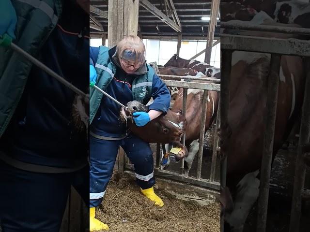 Кальций для коровки #farm #ферма #cow #корова #veterinary #ветеринар #коровы #работа  #@Ferma_NI