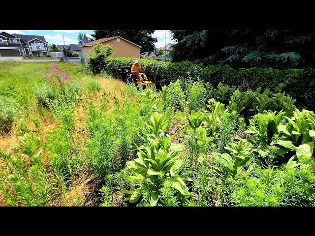 Overgrown Property Mowing [CAUTION: 4ft Weed Jungle]