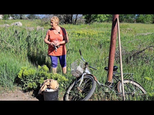 Такого ещё не было! Снова посадила целый огород