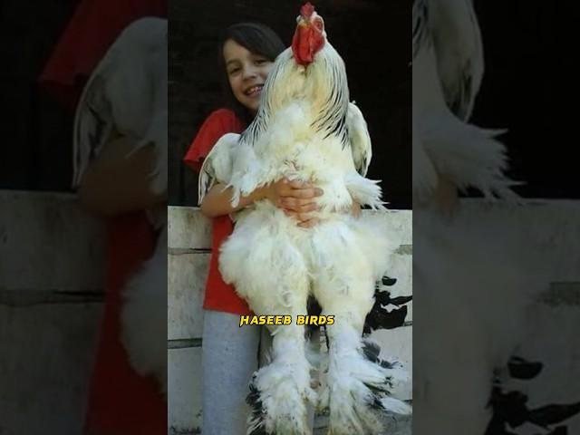 Biggest brahma Rooster #shorts #youtubeshorts #shortvideo #brahmachickens