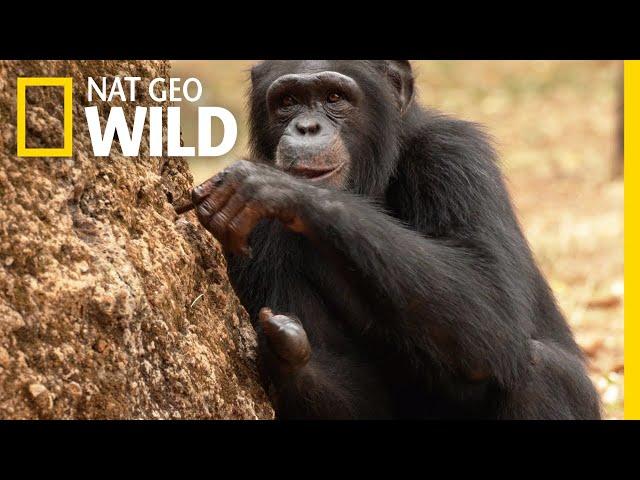 Watch As a Chimp Learns New Skills | Chimp School