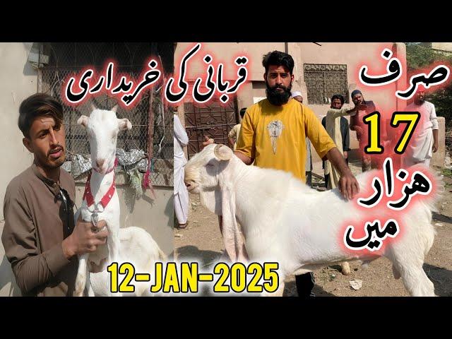 Lalukhet bakra mandi Me Qurbani 2025 Ka Bakra | 12-January-2025 | Lalukhet Bakra Mandi |Bakra mandi