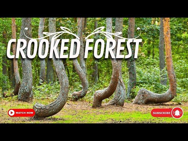 Walking through the Crooked Forest A Tour of Poland's Unique Natural Phenomenon