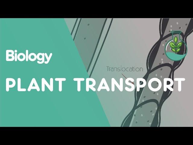 Xylem and Phloem - Transport in Plants | Biology | FuseSchool