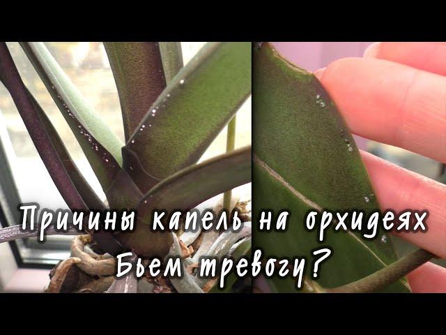 Липкие капли -КЛЕЩ, ВРЕДИТЕЛИ!? БЕЗ ПАНИКИ! ПОЧЕМУ ОРХИДЕЯ "ПЛАЧЕТ"... ПРИЧИНЫ и ПОСЛЕДСТВИЯ...