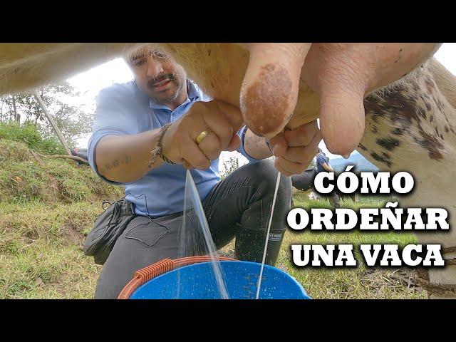 Como ordeñar un vaca, artesanal con la mano en campo con ternero, ordeño, leche y ganado @TVdigital