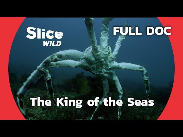 Giant Crabs: a Threat to the Balance of the Marine Ecosystem | SLICE WILD | FULL DOCUMENTARY