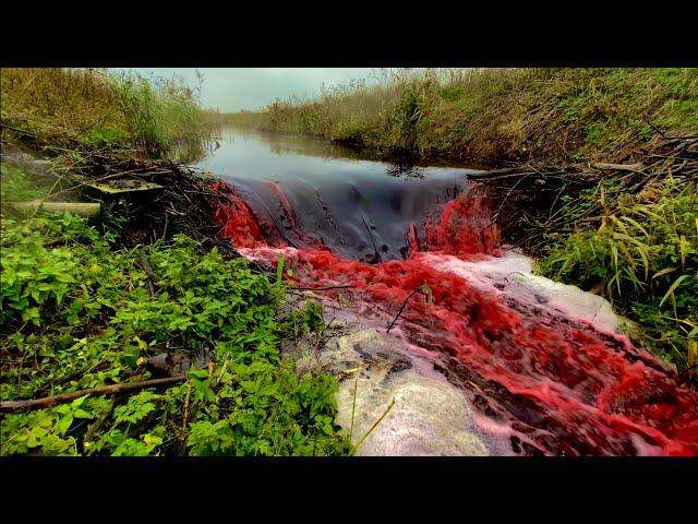 2 METERS OF HEIGHT MONSTER BEAVER DAM!