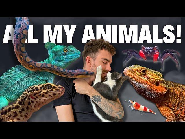 MEET ALL MY ANIMALS | BEAST ROUTINE | TERRAQUAMAN