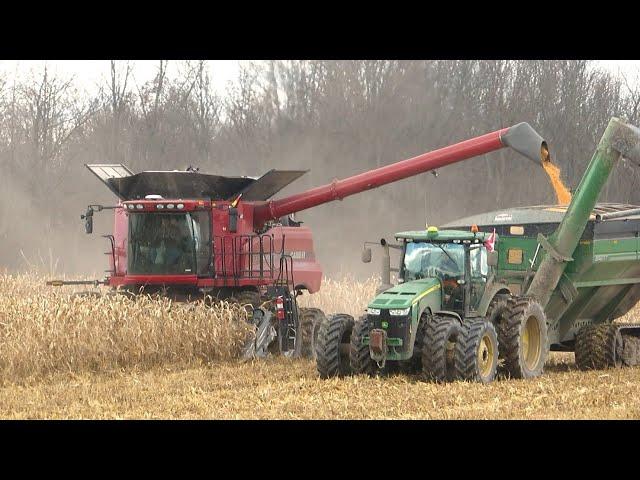 Corn Harvest 2023 | Case IH 8230 Axial-Flow  Combine Harvesting Corn | Ontario, Canada