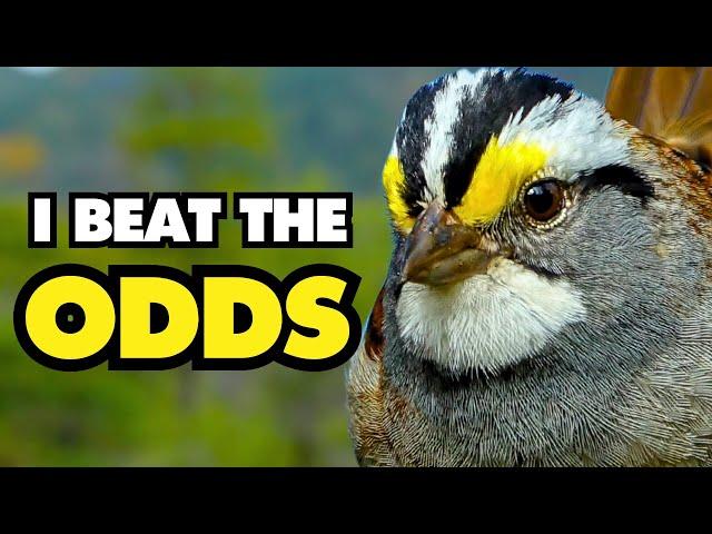 Why This Bird Deserves Your Attention | How A Sparrow Made Its Song Trend