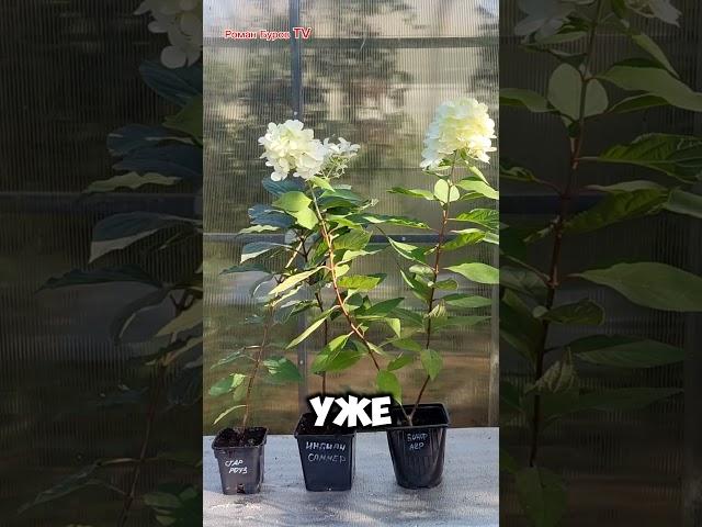 Дачный набор гортензий: как купить по СУПЕР-ЦЕНАМ!   Где купить  набор гортензий для дачи?