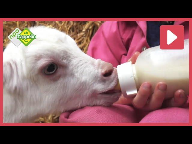 Hannah woont op een geitenboerderij | Beestenbrigade | NPO Zappelin