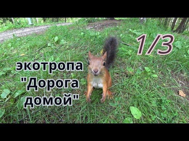 Экотропа "Дорога домой" Черняевский лес. (1/2) 9 авг/2019