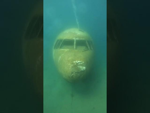 The Story of a Crashed Plane: Exploring Mysteries of Underwater Norman's Cay #ytshorts #shortsfeed