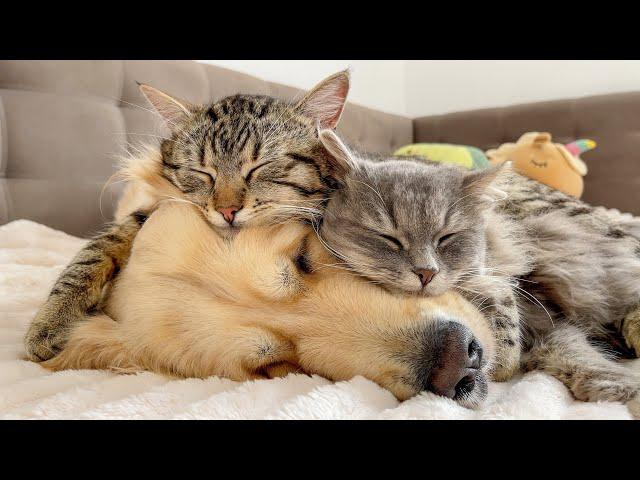 Amazing Love Between Golden Retriever and Cats