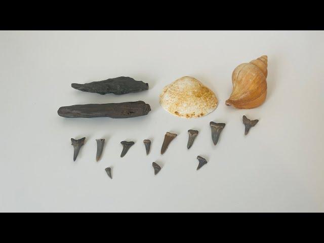 Fossil Hunting at Walton On The Naze! | LOTS OF SHARKS TEETH FOUND (Giveaway over)