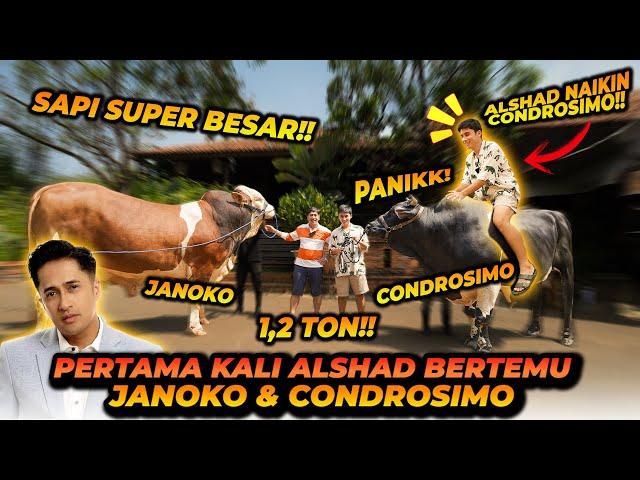 PERTAMA KALI SEUMUR HIDUP LIAT SAPI SEBESAR INI ! BADAK KALAH BESAR ?!