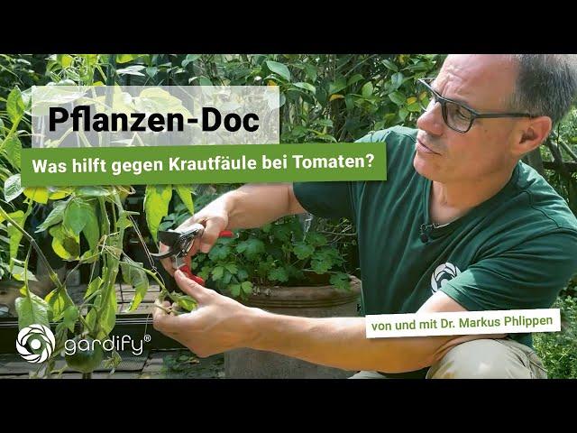 Krautfäule an Tomaten - Was hilft? So rettet ihr eure Tomaten | Pflanzen-Doc