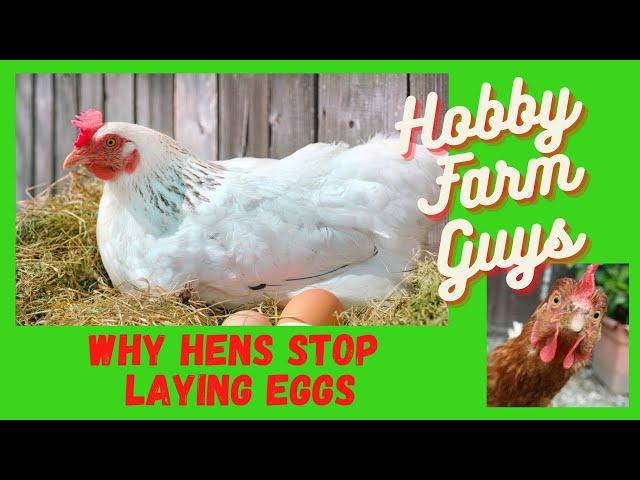 Why Chickens Stop Laying Eggs (And What You Can Do About It)