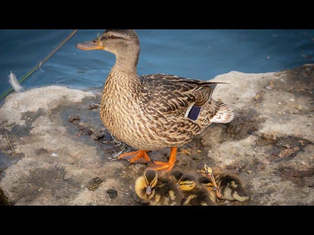 10 Hours of Ducks and Chicks - July 18, 2022