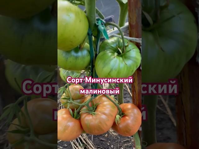 ЗАКАЗАТЬ СЕМЕНА: https://tomatboris.ru/?ysclid=ln76xla4la47180728