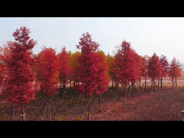 The Color of Winter in Nanning