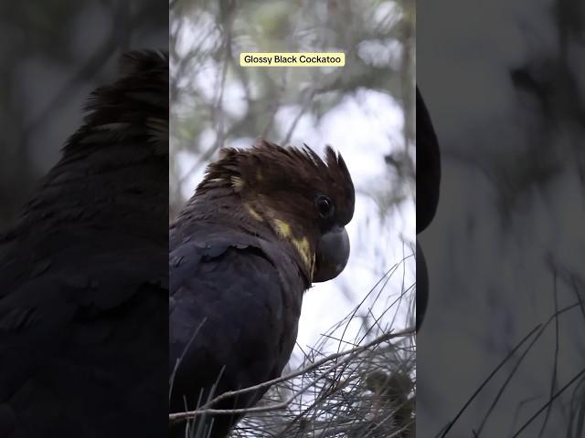 Glossy Black Cockatoo