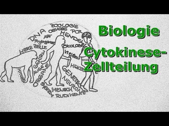 Cytokinese - Zellteilung