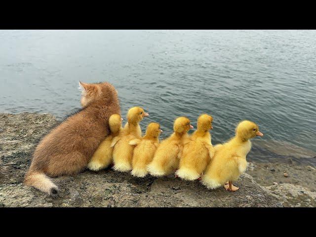 The amazing kitten raises six ducklings. The mother duck is too lazy. They go on a trip.Cute funny