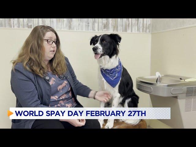 Pet owners encouraged to get furry friends fixed ahead of World Spay Day