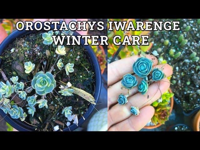 Orostachys iwarenge Winter Care