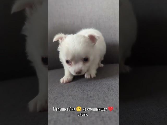 вся информация на нашем сайте chihua.by
