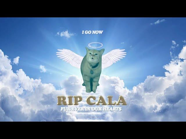 RIP CALA ️ (I Go Meow Cat)